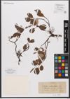Foto von Salix reticulata L.